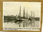 These typical sailing schooner in the East Cove awaiting loads of coal for Canadian ports