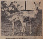 Three Antelopes and Her Sisters: Schooner Days CMXV (915)