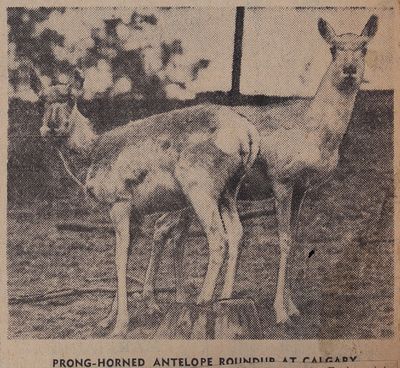 Three Antelopes and Her Sisters: Schooner Days CMXV (915)